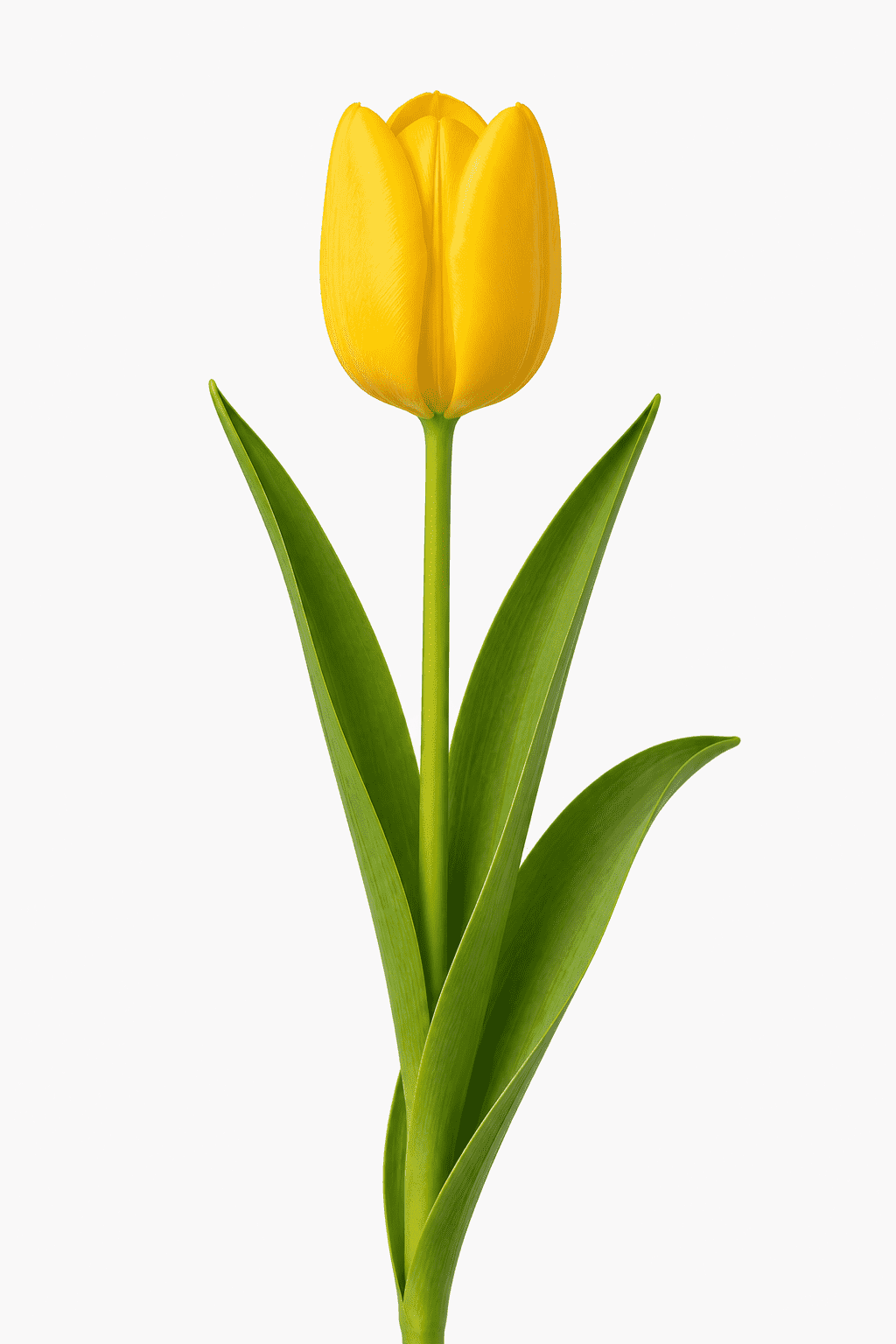 Tulipan Żółty