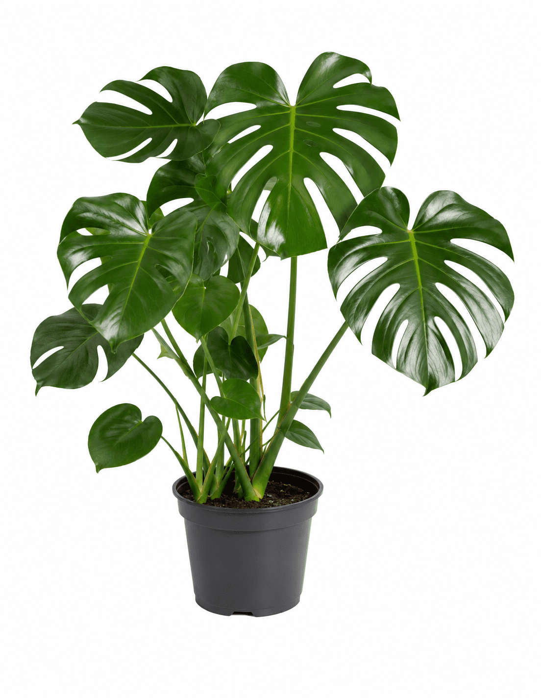 Monstera deliciosa
