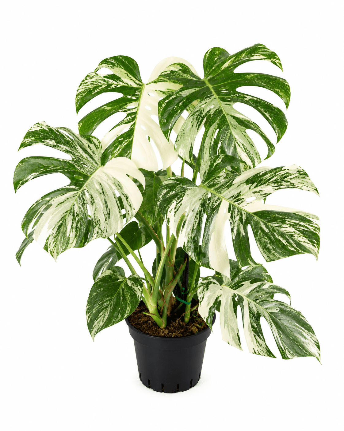 Monstera Deliciosa Variegata