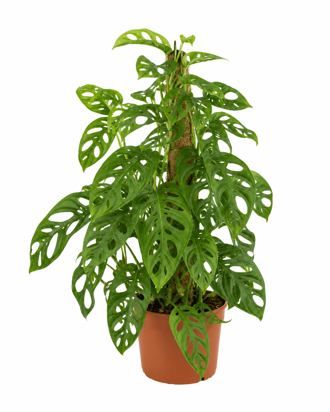 Monstera adansonii